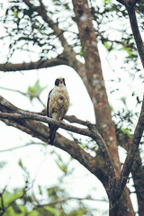 Laughing Falcon bird of prey perched in the jungle
