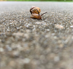 梅雨の季節　雨の庭にカタツムリ
Rainy season snails in the rainy garden
