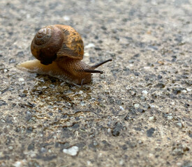 梅雨の季節　雨の庭にカタツムリ
Rainy season snails in the rainy garden
