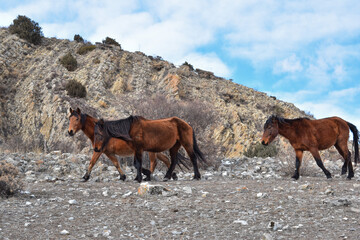 horses in the mountains