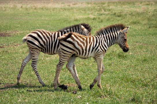 selective focus. Little zebra children play in the savannah. Wild zebras in the biosphere reserve. High quality photo