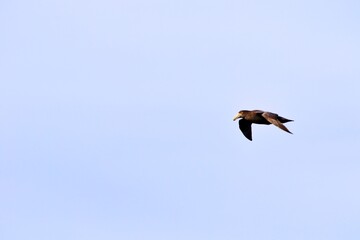 Sturmvogel im Flug
