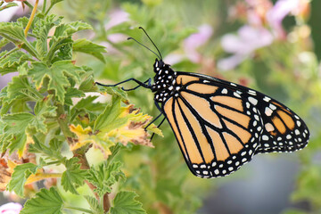 monarch butterfly in garden 