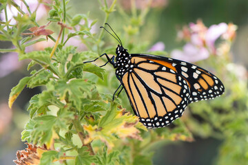 monarch butterfly in garden 