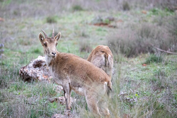 Female ibex watching the meadow to protect her calf in a meadow located on the top of a mountain, where she lives in freedom and in harmony with other mountain goats.