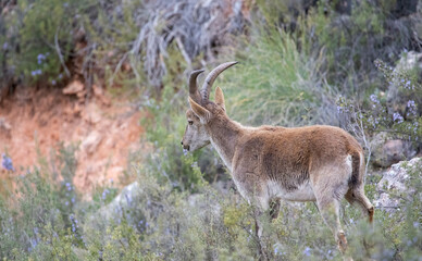 Ibex male in a meadow located on the top of a mountain, where he lives in freedom and harmony with other mountain goats in freedom and wildlife.