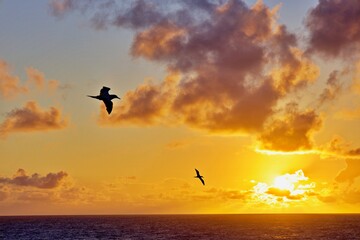 Sturmvogel im Flug