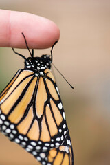 monarch butterfly drying wings on finger