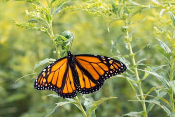 monarch butterfly in field