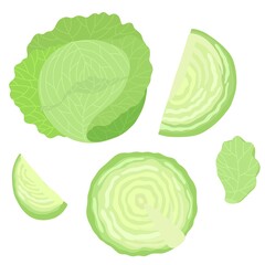 Vector image of green cabbage. Cut and whole head of cabbage on a white background.