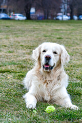 Happy Smiling  Labrador Golden  Retriever Dog playing with a Ball  in a park