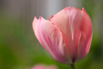 Beautiful pink tulip in blossom during spring