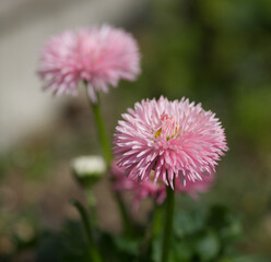 Bella pink flowers in spring bloom