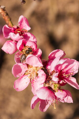 The Dwarf Peach and the Bee