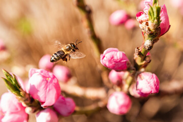 The Dwarf Peach and the Bee