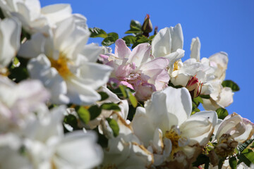 Fototapeta premium flowers