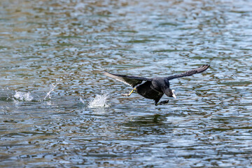 The Eurasian coot, Fulica atra swimming on the Kleinhesseloher Lake at Munich, Germany