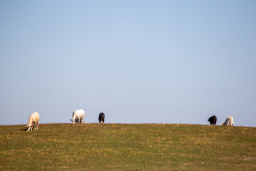Cows in field