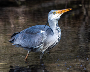 Grey heron, Ardea cinerea, a massive gray bird wading through a flat lake searching for fish