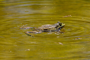 Naklejka na ściany i meble Common frog, Rana temporaria, single reptile croaking in water
