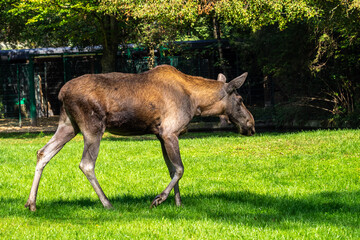 European Moose, Alces alces, also known as the elk