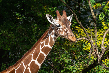 The giraffe, Giraffa camelopardalis is an African mammal