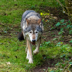European Grey Wolf, Canis lupus in a german park