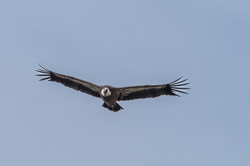 Griffon vulture, Gyps fulvus in Monfrague National Park. Extremadura, Spain