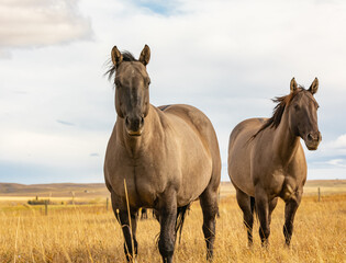 Obraz na płótnie Canvas A herd of wild horses. A wild horse. Close up photo of free grullo horses.