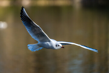 The European Herring Gull, Larus argentatus is a large gull
