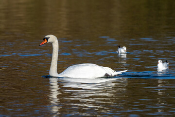 Mute swan, Cygnus olor swimming on a lake