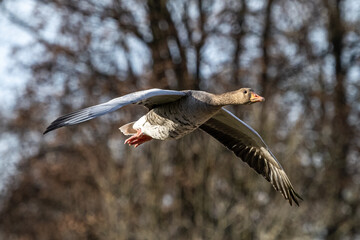 The greylag goose, Anser anser is a species of large goose