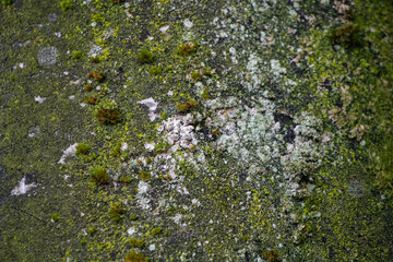 moss on bark