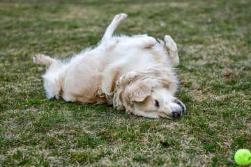 Naklejka na ściany i meble Happy Smiling Labrador Golden Retriever Dog playing with a Ball in a park