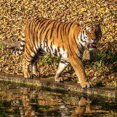 The Siberian tiger,Panthera tigris altaica in the zoo
