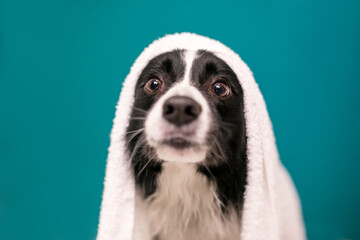 A Border Collie dog covered with a towel after a bath