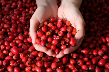 Female woman's hands touching the fruit rose hip or rosehip. Empty space for copy paste. Backgrounds and textures. Red vibrant colors. Cinematic. Wild fruits and healthy food. 
