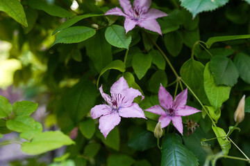 clematis in the garden in front of the house yard 