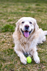 Happy Labrador Golden  Retriever Dog playing with a Ball  in a park