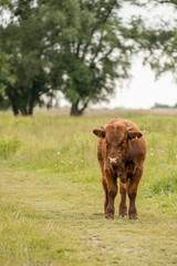 Young brown cow standing on green grass with a slightly blurred background in floodplain of Dutch river the Waal