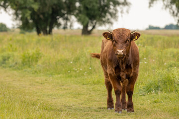 Young brown cow standing on green grass with a slightly blurred background in floodplain of Dutch river the Waal