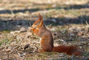 Naklejka na ściany i meble Red squirrel, Sciurus vulgaris sitting on the ground and eating acorns. Prague, Czech Republic, Europe.