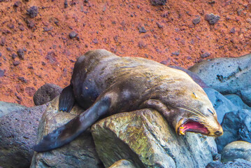 Akaroa Wild Life - New Zealand