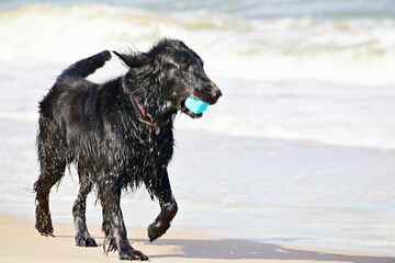 Hund spielt am Strand