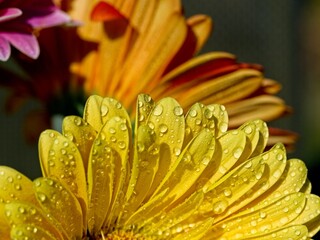 Gerbera daisy covered in rain drops, close-up
