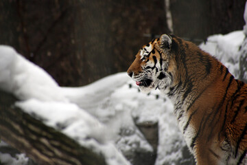 portrait of a tiger against snow pile