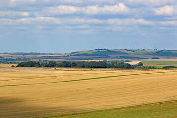 Fototapeta na wymiar Fields of the Pewsey Vale, Wiltshire at harvest 