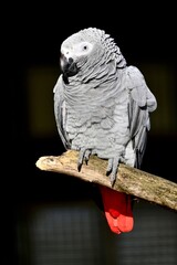 Ein Graupapagei (Psittacus erithacus), Grey parrot