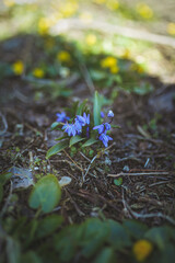 flowers in the forest