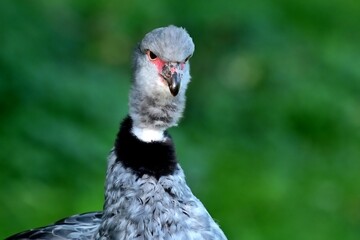 Porträt eines Halsband-Wehrvogels (Chauna torquata), Southern screamer